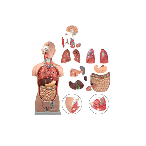 Human Anatomy Torso 18 Parts