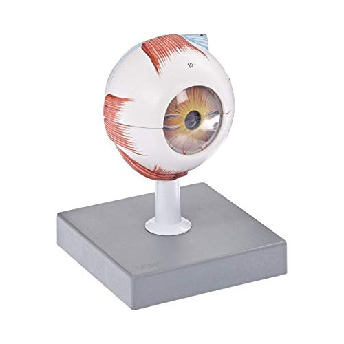 Human Eye Enlarged 5 Times Anatomy Model