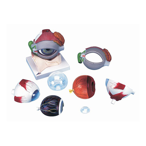 Human Eye with Eyelids Anatomy Model