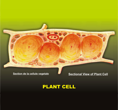 PLANT CELL