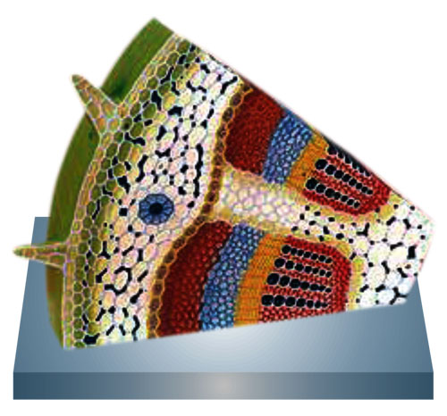 ANATOMY OF DICOT STEM, TS AND LS COMBINED