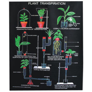 GENERAL BOTANY CHARTS