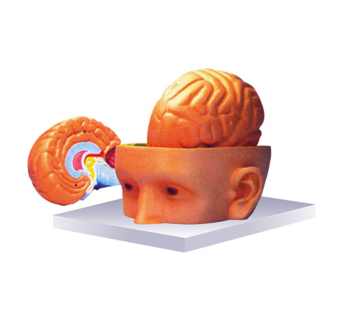 HUMAN HEAD AND BRAIN MODEL – 3 PARTS