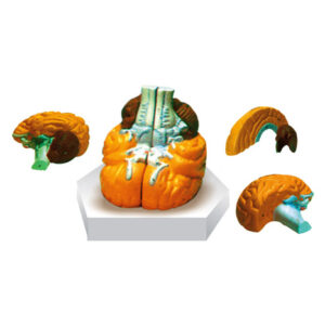 HUMAN BRAIN MODEL – 4 PARTS