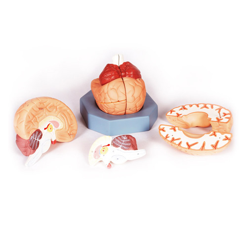 HUMAN BRAIN MODEL WITH ARTERIES-8 PARTS