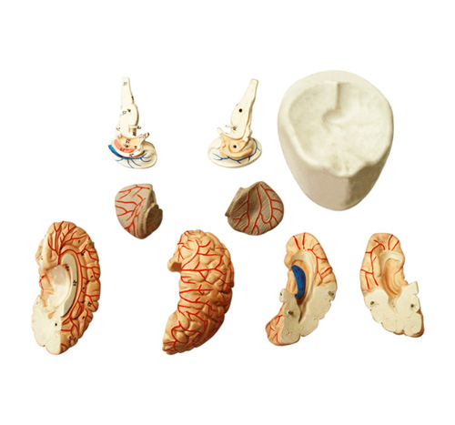 HUMAN BRAIN MODEL-8 PARTS