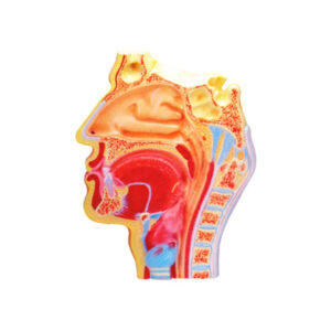 HUMAN NOSE MODEL-L.S.