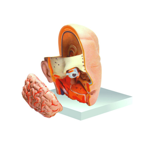 HUMAN HEAD WITH BRAIN MODEL – 3 PARTS
