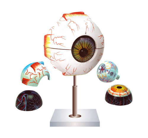 HUMAN EYE MODEL, 3 TIMES FULL SIZE-7 PARTS
