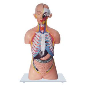 UNISEX TORSO WITH HEAD