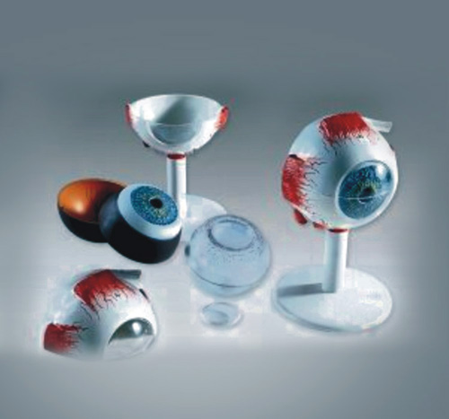 HUMAN EYE, 5 TIMES FULL SIZE-6 PARTS
