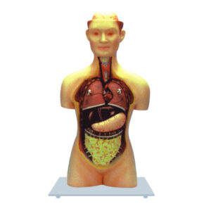 UNISEX TORSO, HALF SIZE-9 PARTS