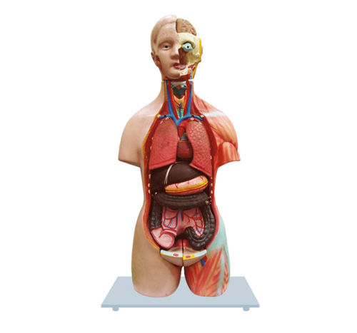 MINIATURE HUMAN FEMALE TORSO WITH HEAD