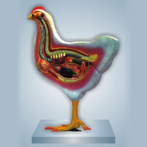BIRD DISSECTION – DOMESTIC HEN