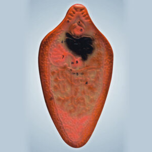 LIVER FLUKE MODEL