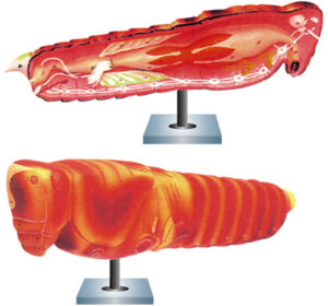 Locust Organs LOCUST MODEL NEW - Almicro Instruments