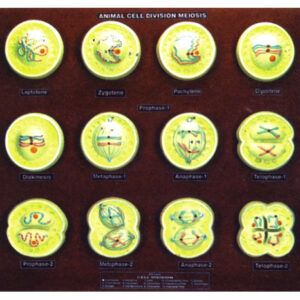 ANIMAL CELL DIVISION MEIOSIS