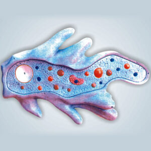 AMOEBA