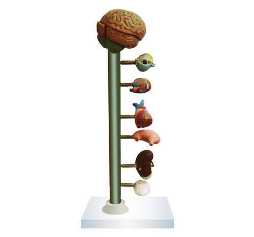 HYPERTENSION MODEL – 7 PARTS