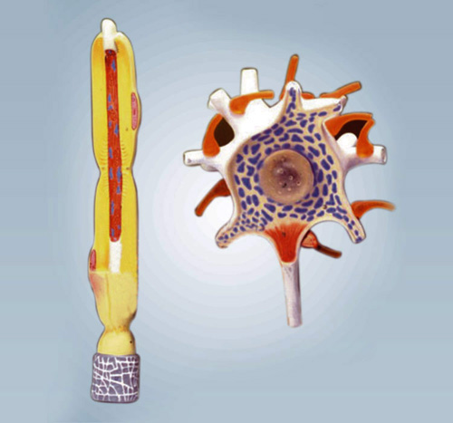 NEURON MODEL