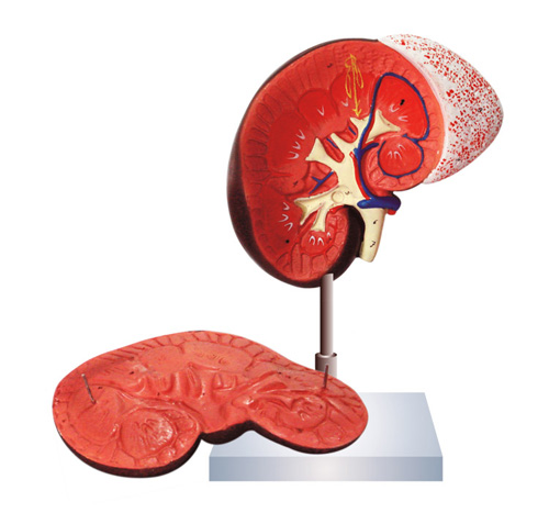 HUMAN KIDNEY WITH ADRENAL GLAND – 2 PARTS