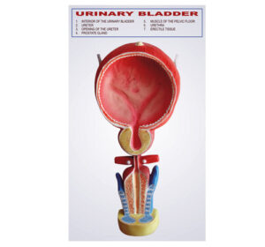 HUMAN URINARY BLADDER MODEL - Almicro Instruments