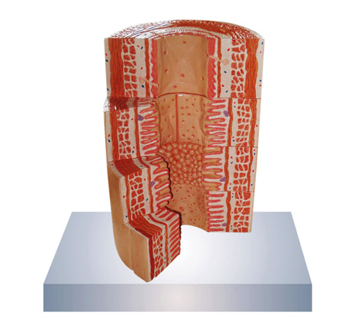 MICRO ANATOMY, DIGESTIVE SYSTEM