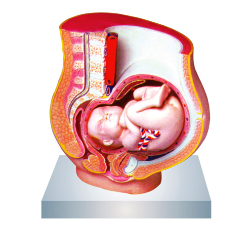 PREGNANCY PELVIS WITH BABY