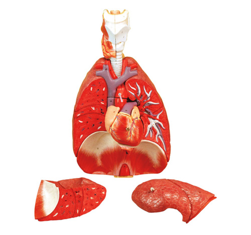 HEART & LUNGS MODEL – 4 PARTS