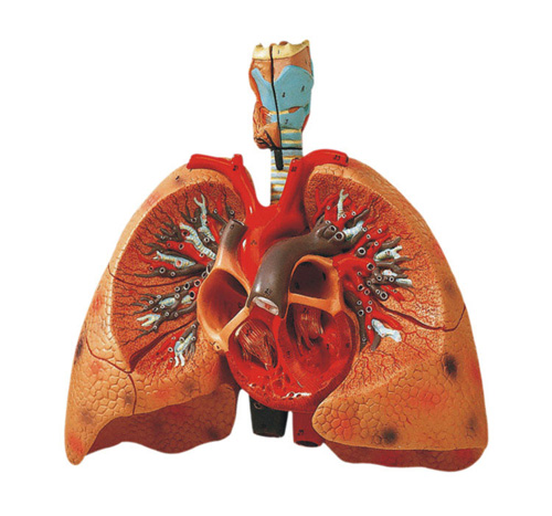 HEART WITH LUNGS AND LARYNX