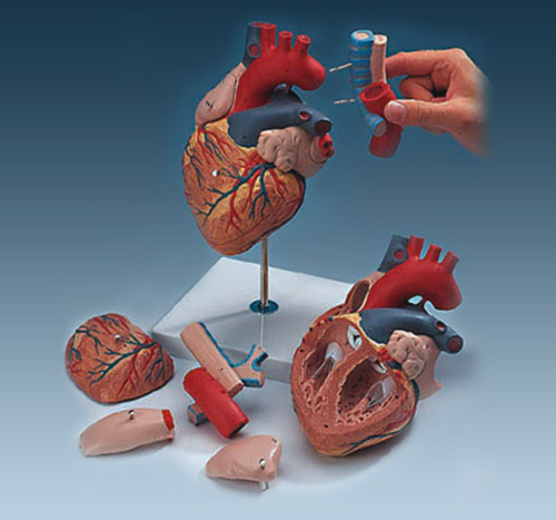 HUMAN HEART MODEL-7 PARTS