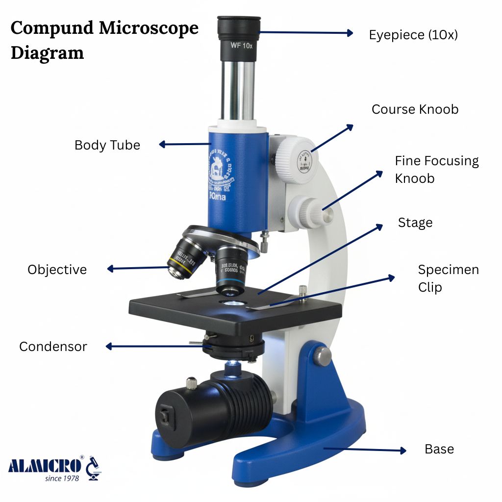 Compound Microscope Parts Diagram And Working Compound Microscope Parts Diagram And Working