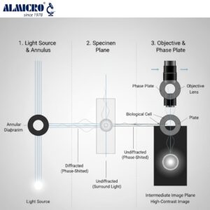 Annulus Microscope Phase Contrast Microscope: Principle, Working, Diagram