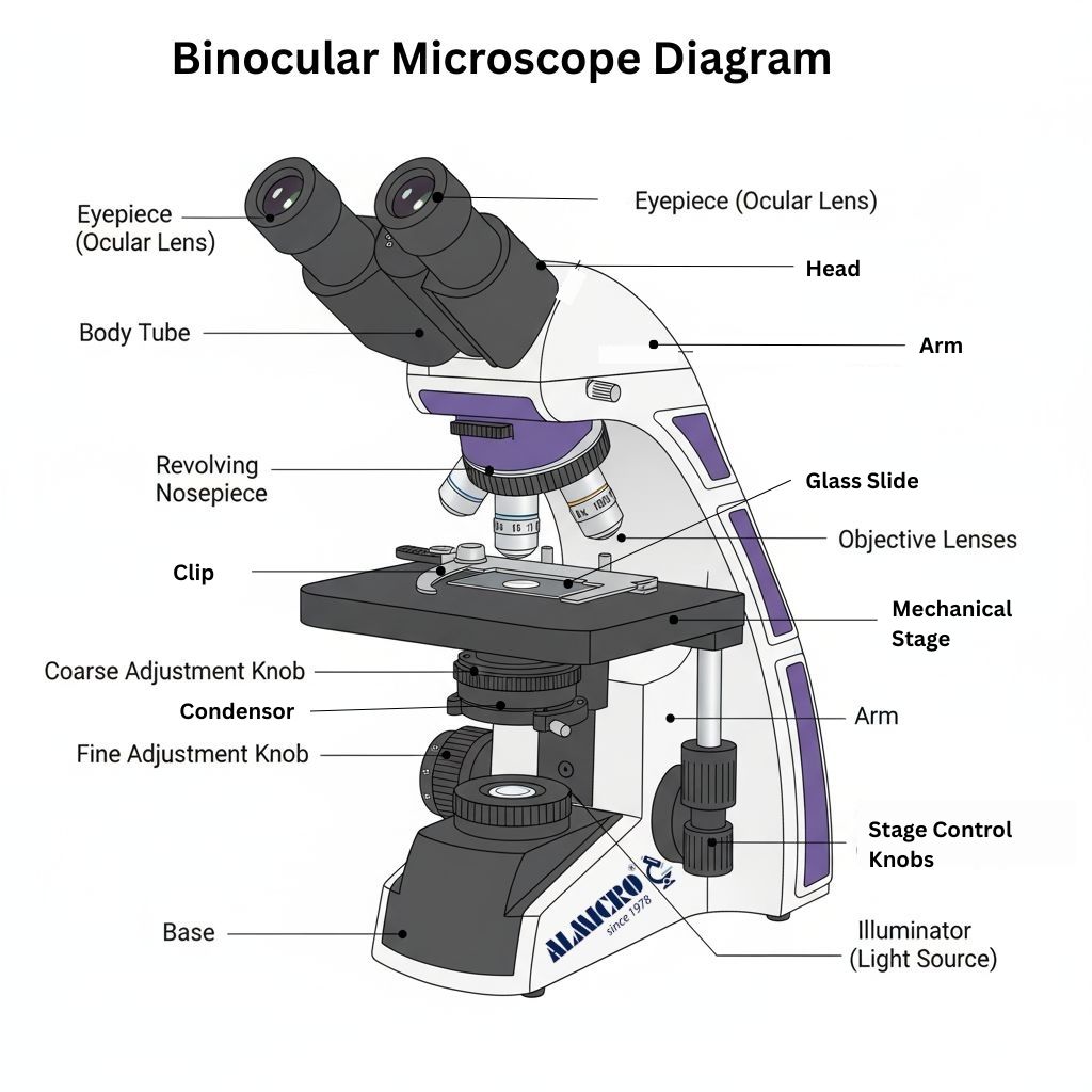 What Is Binocular Microscope Diagram Types Purpose And Parts What Is Binocular Microscope Diagram Types Purpose And Parts