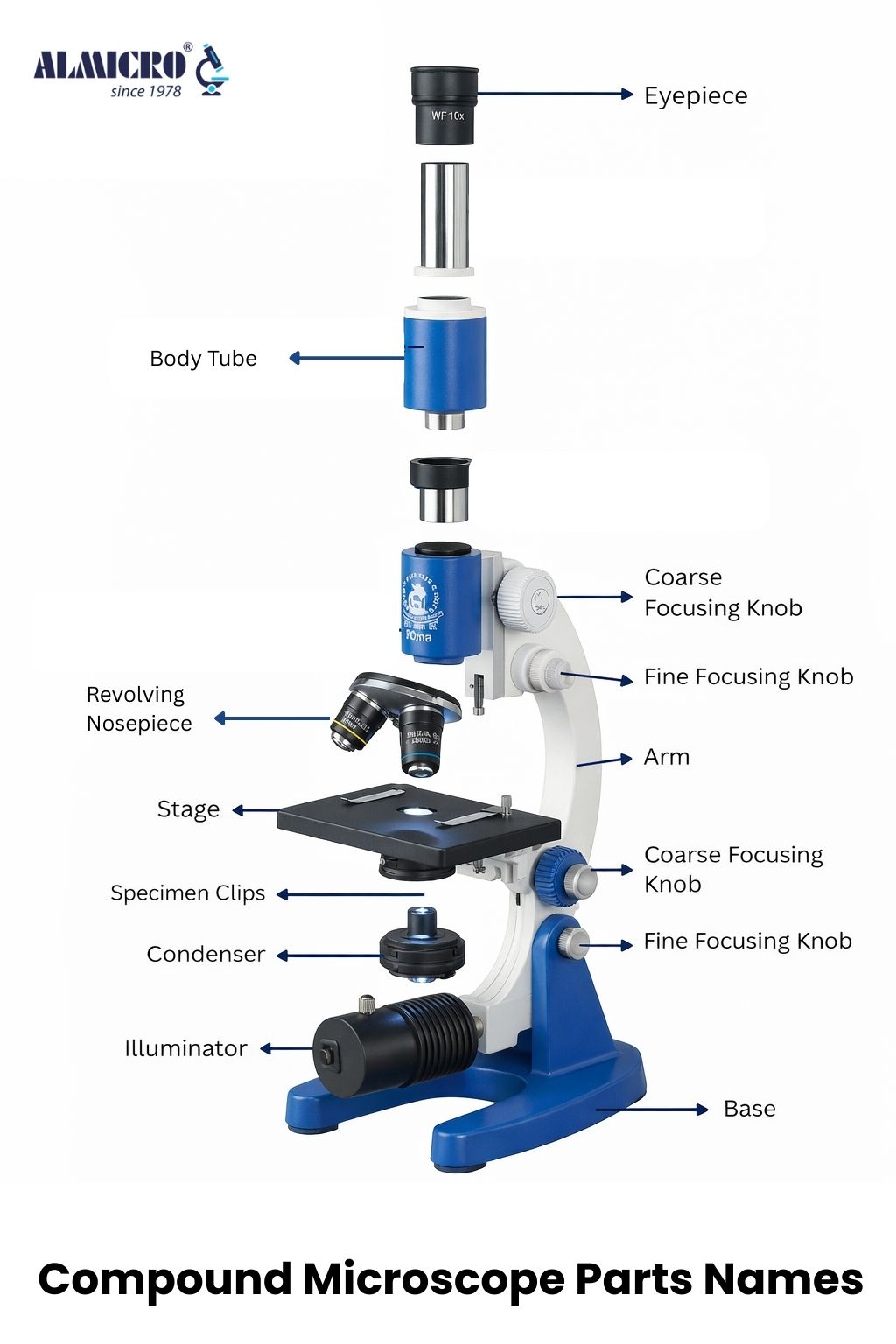 Compound Microscope Compound Microscope