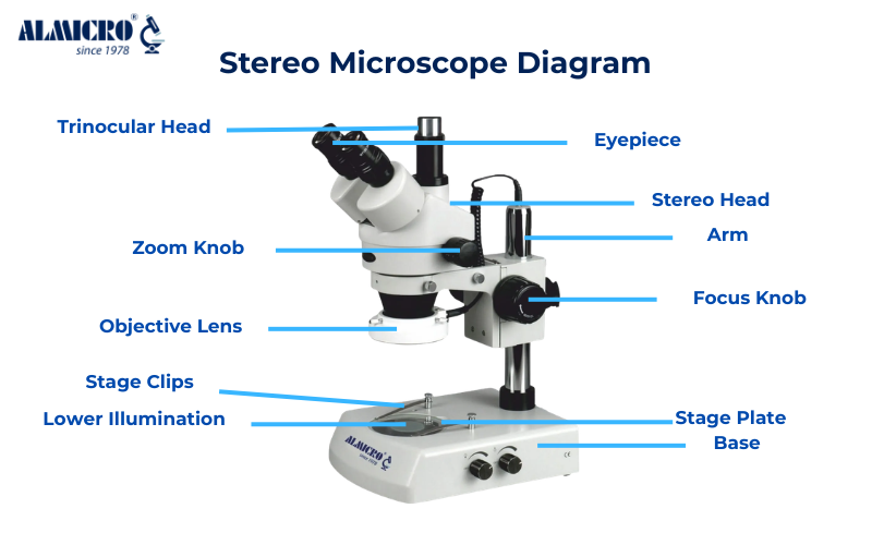 Stereo microscope diagram showing labelled parts and optical structure for laboratory observation